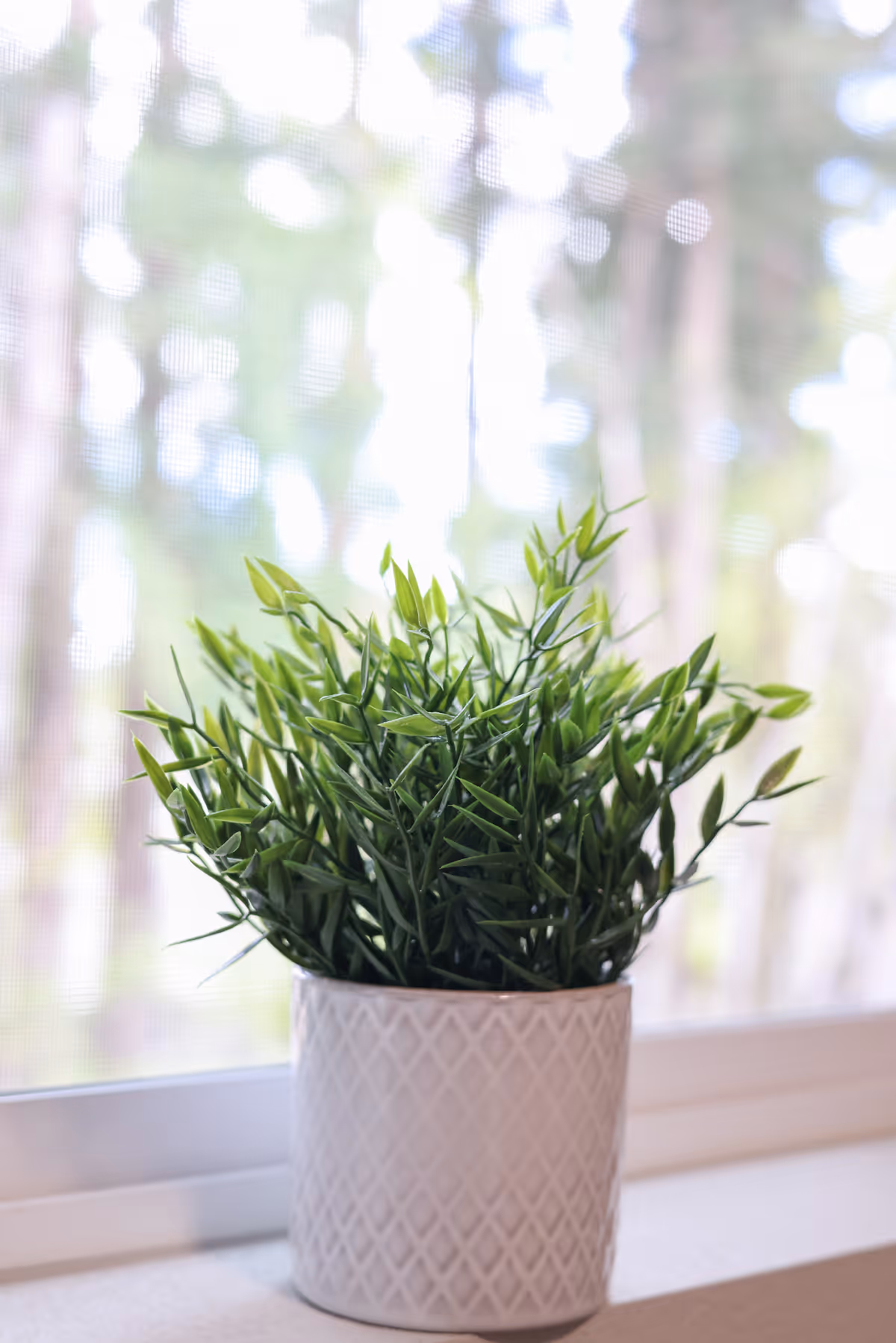 Small potted green plant in a white textured pot sits on a windowsill with a blurred outdoor background.