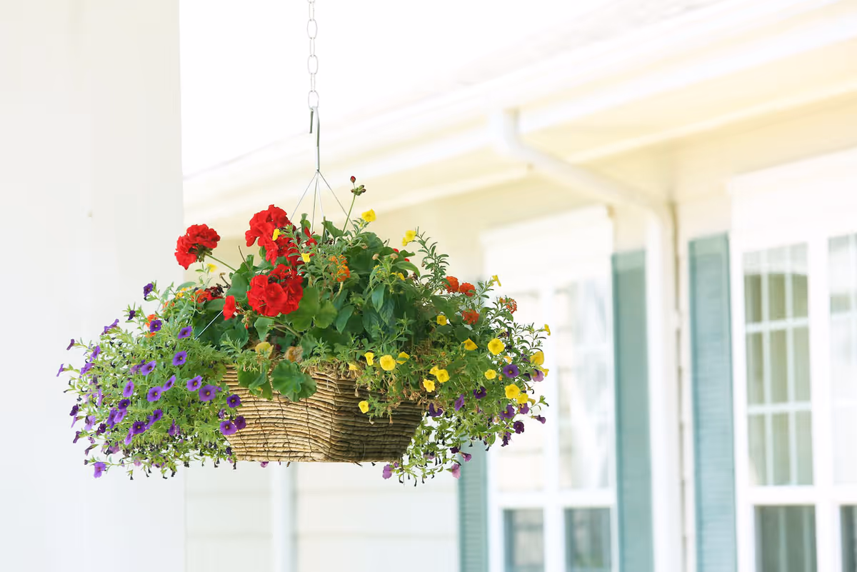 A woven hanging basket filled with colorful red, purple, and yellow flowers hanging on a porch in front of a house with windows and green shutters.