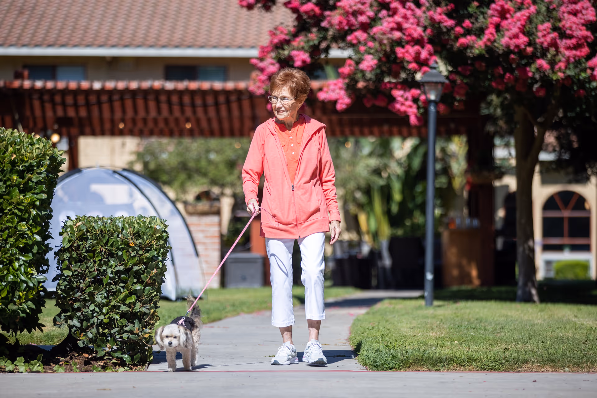 An elderly woman wearing a coral jacket and white pants walking a small dog on a leash along a sidewalk in a garden area with green bushes and pink flowering trees at Cogir of Manteca.