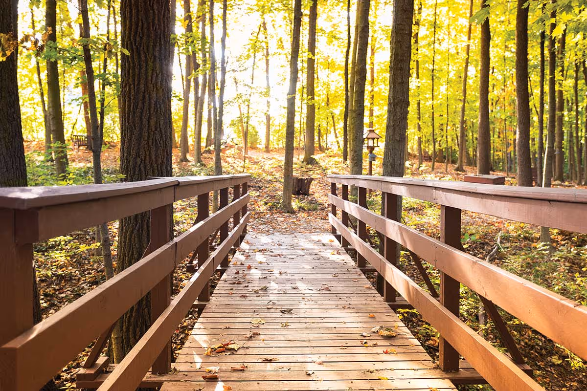 Wooden footbridge leading through a sunlit forest with autumn leaves on the ground.