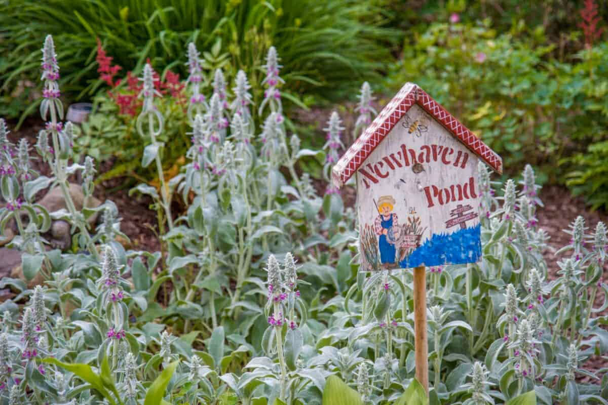 A garden area with green plants and tall flowering stalks with purple flowers. In the middle of the garden is a small wooden sign shaped like a house with a red roof. The sign reads 'Newhaven Pond' and has a painted illustration of a person fishing by a pond with a bee above the text.