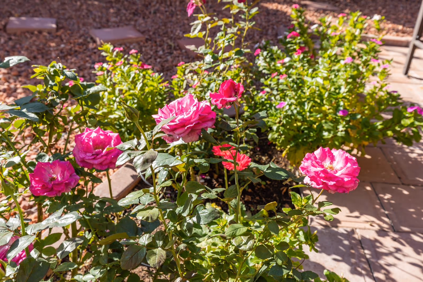 Close-up view of a garden bed with blooming pink roses and green foliage, surrounded by a stone pathway and red gravel ground cover in the background.
