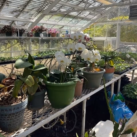 Interior view of a greenhouse with various potted plants and flowers, including white orchids, placed on metal shelves. Sunlight streams through the glass roof and walls, illuminating the plants.