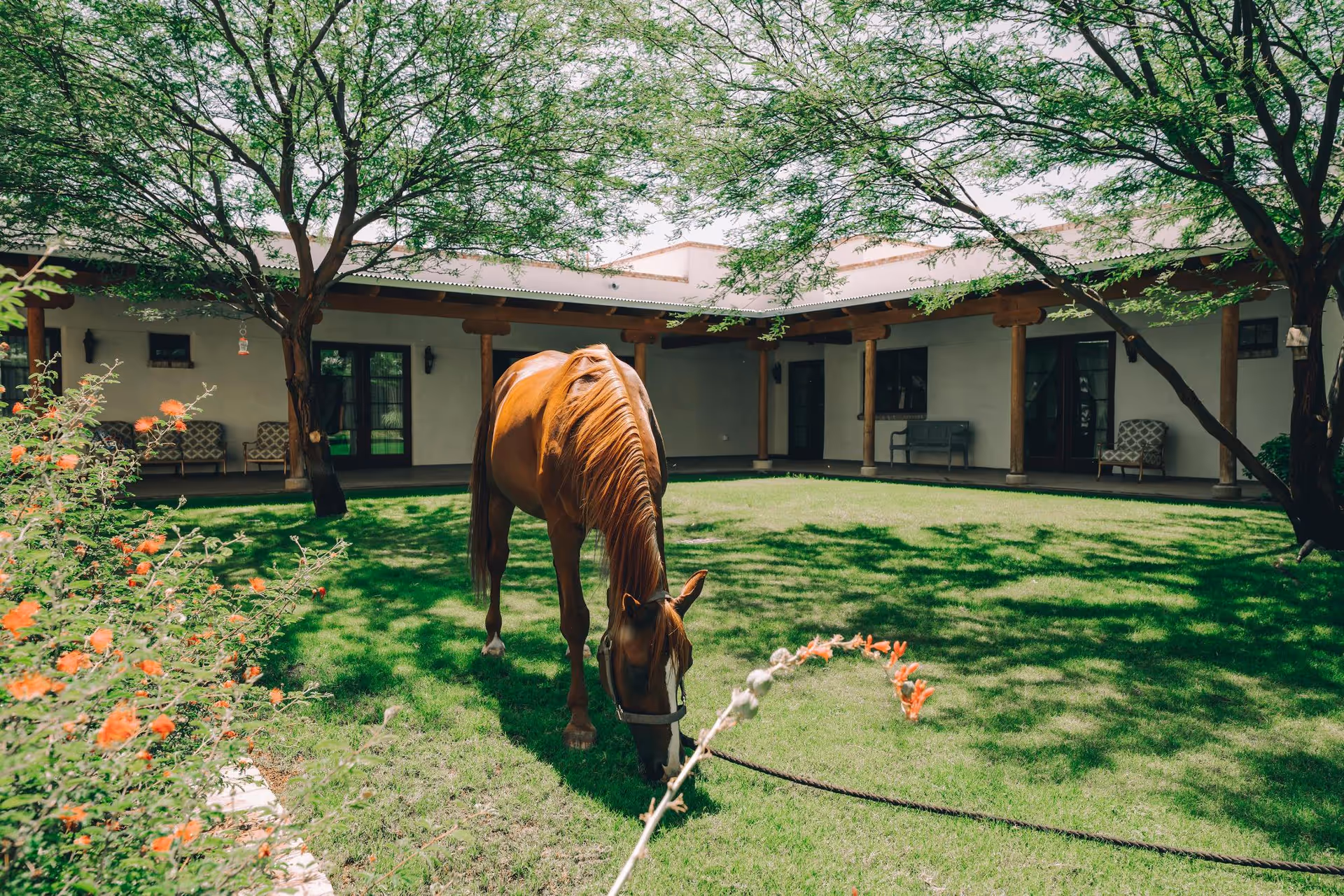 A brown horse grazing on a green lawn in a courtyard surrounded by a building with a covered porch. The courtyard has trees providing shade and some orange flowers in the foreground. There are chairs and a bench along the porch area.