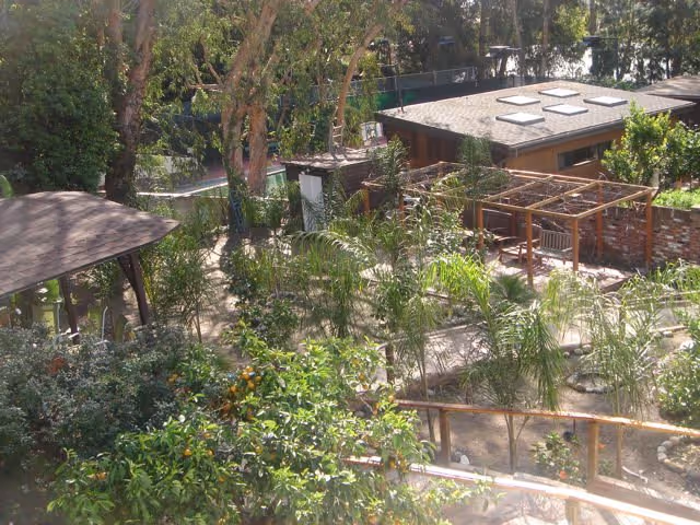 Sunny outdoor courtyard with trees, plants, and wooden pergolas at Brentwood on Sunset.