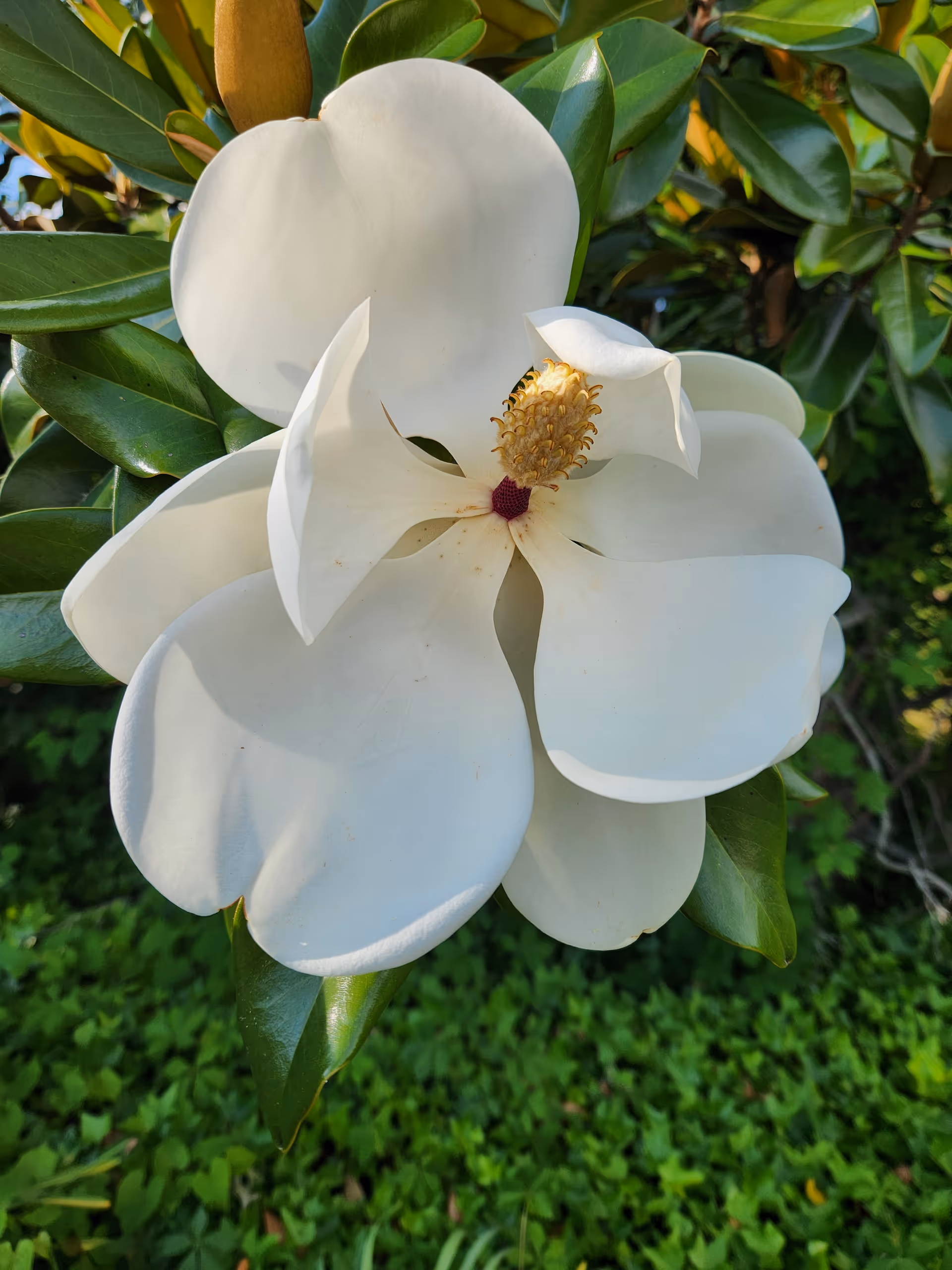 Close-up of a large white magnolia flower with glossy green leaves in the background.