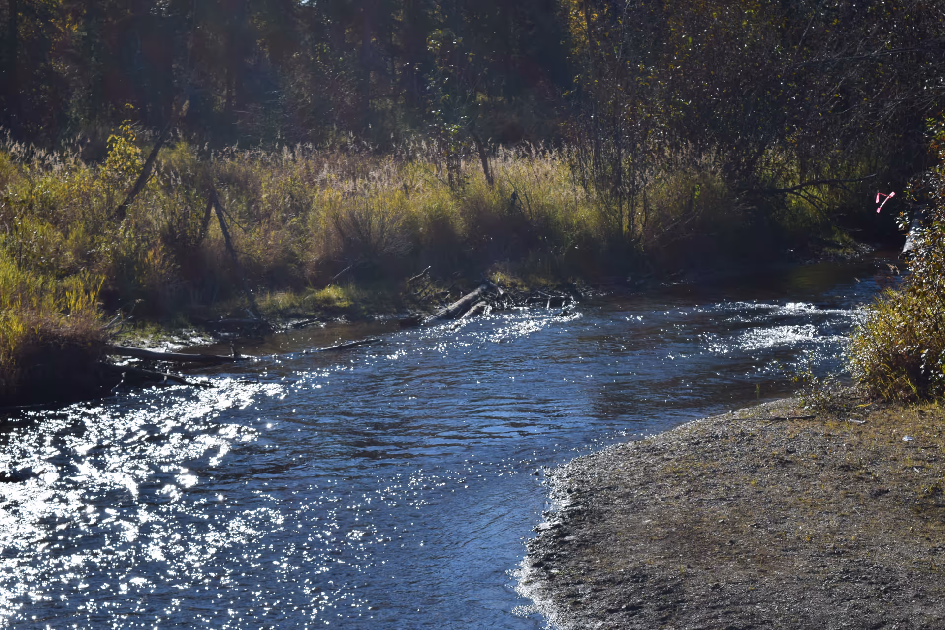 A gently flowing creek with sunlight sparkling on the water surface, bordered by grassy and wooded areas with trees and bushes.