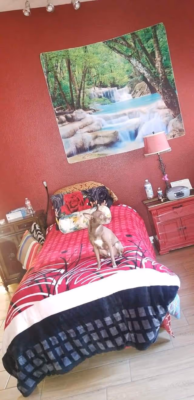 A cozy bedroom with a single bed covered in a red and black patterned blanket. A small dog is sitting on the bed. The wall behind the bed is painted red and features a large tapestry of a forest waterfall scene. There is a nightstand with a pink lamp, water bottles, and a radio or speaker on it. Another small table with a striped pillow and some items is beside the bed. The floor is wooden.