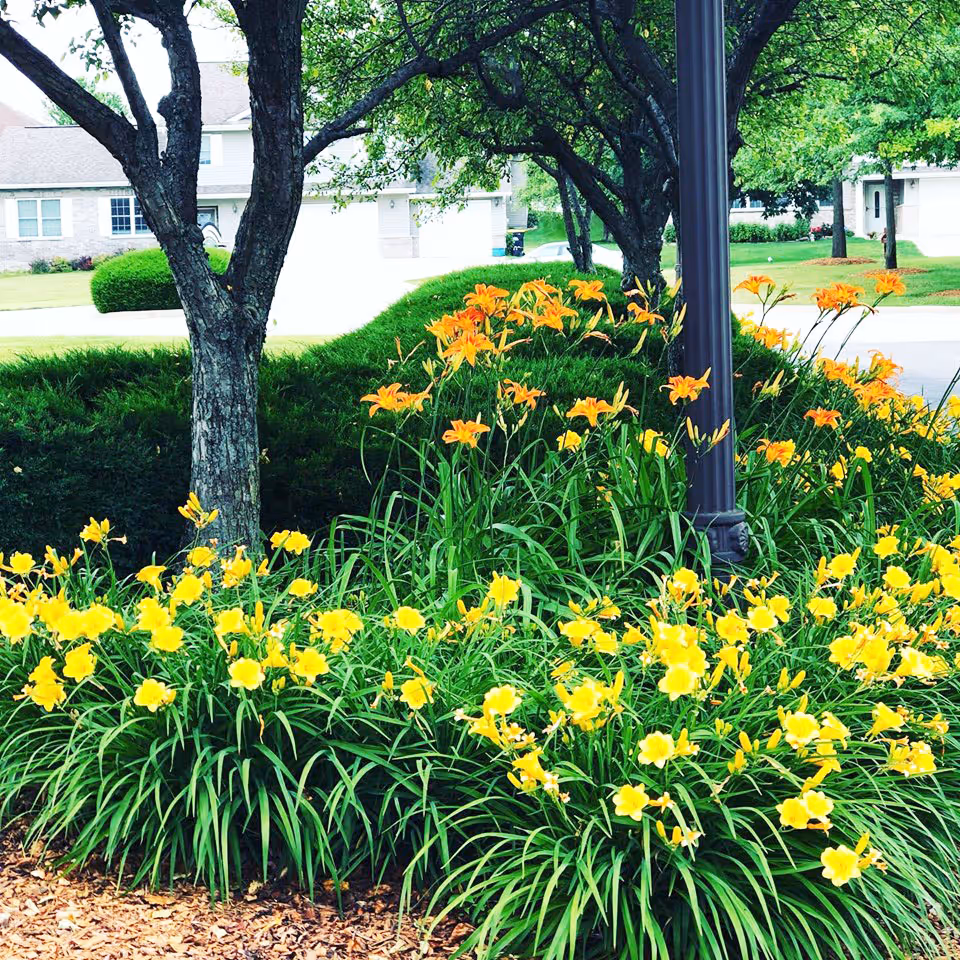 A landscaped outdoor area with blooming yellow and orange flowers, green bushes, and several trees. A black lamppost stands among the flowers, and residential houses are visible in the background.