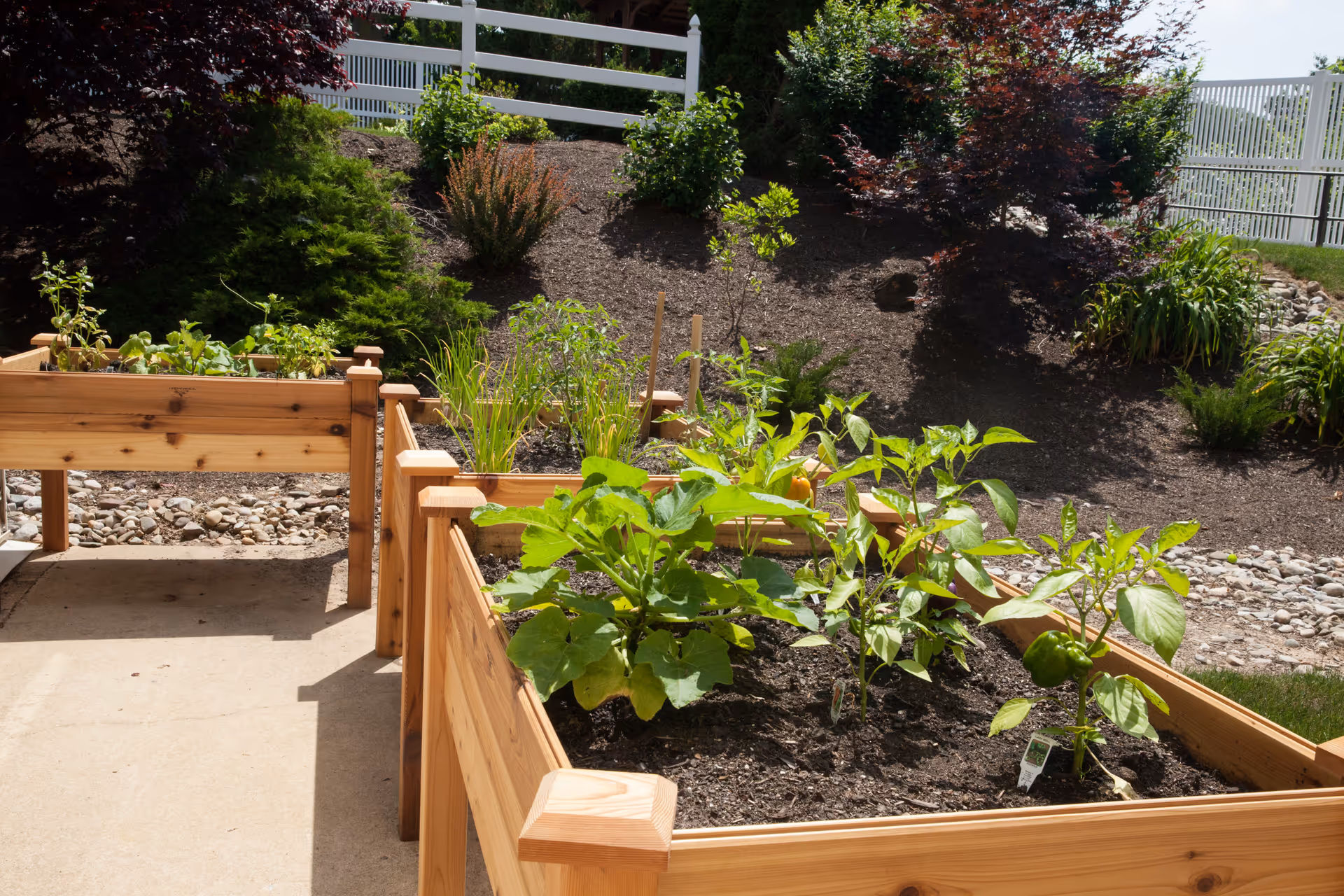 Raised wooden garden beds filled with young plants and soil in a sunny landscaped outdoor area with a white fence.