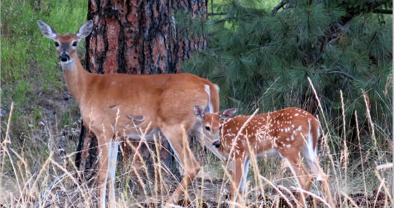 A doe and a spotted fawn standing among tall grass in front of pine trees.