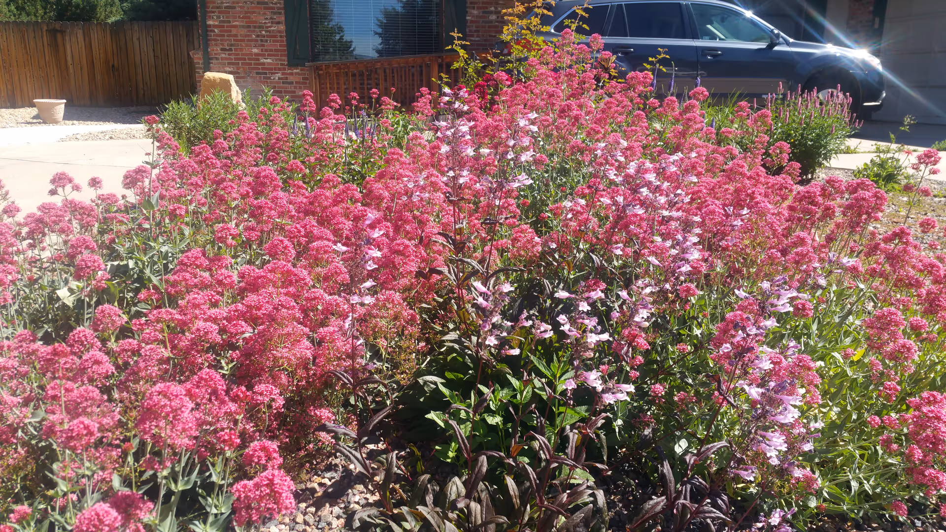 A vibrant garden bed filled with dense clusters of pink and light purple flowers in front of a brick building with a driveway and a parked black car visible in the background.