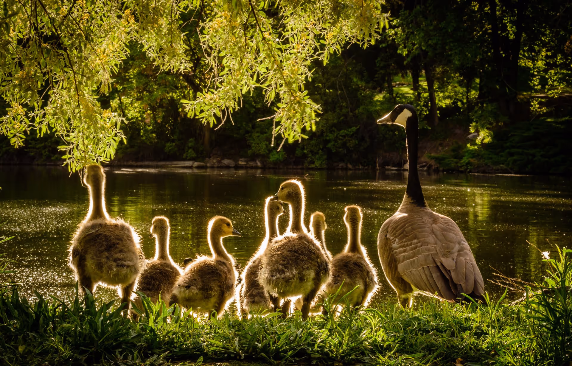 A group of seven geese, including one adult and six goslings, standing on grass near the edge of a calm pond with trees and greenery in the background, illuminated by warm sunlight.