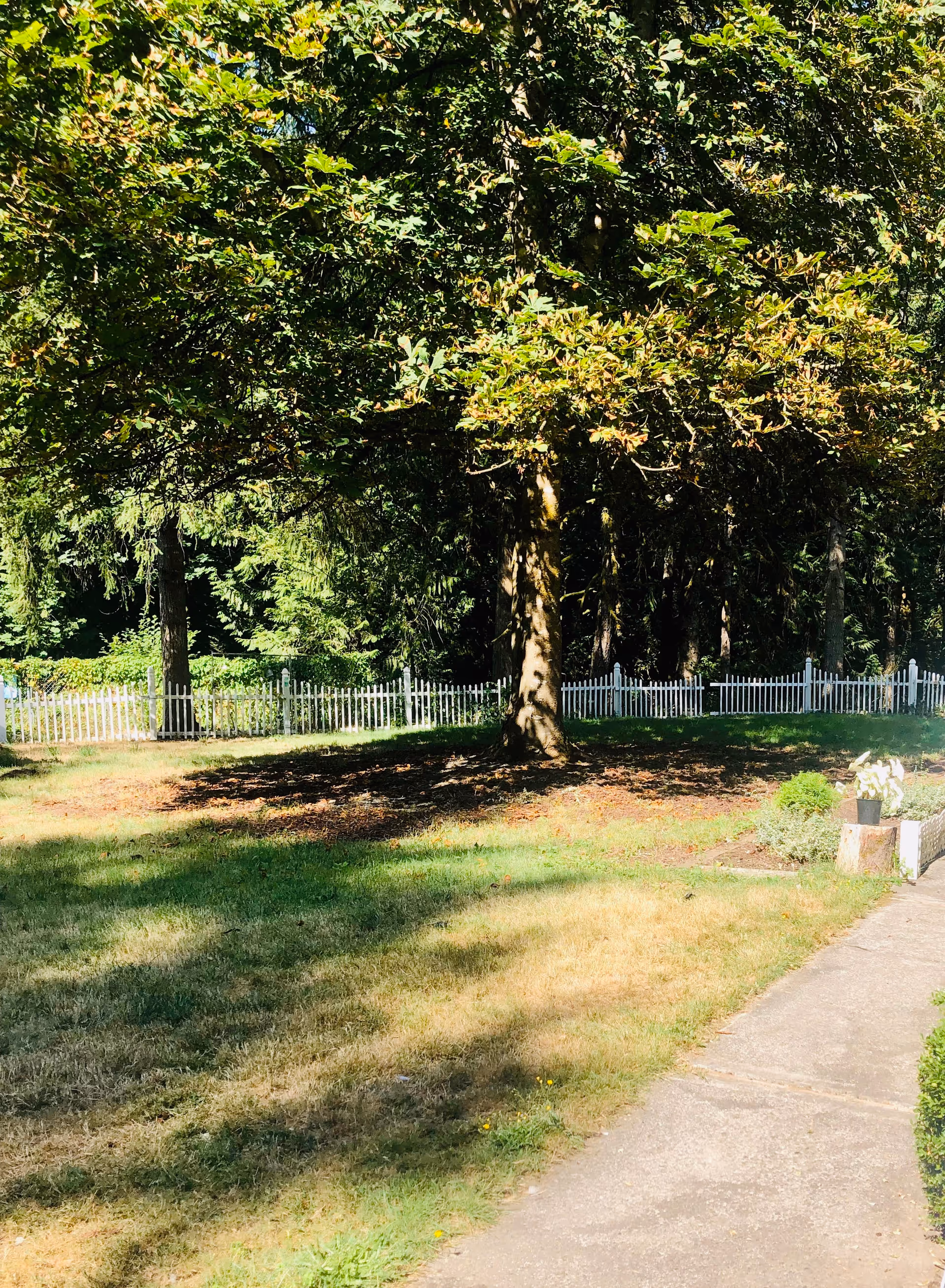 A sunny outdoor garden area with a large tree casting shadows on the grass. There is a white picket fence in the background and a concrete pathway on the right side. Some small plants and flowers are visible near the pathway.