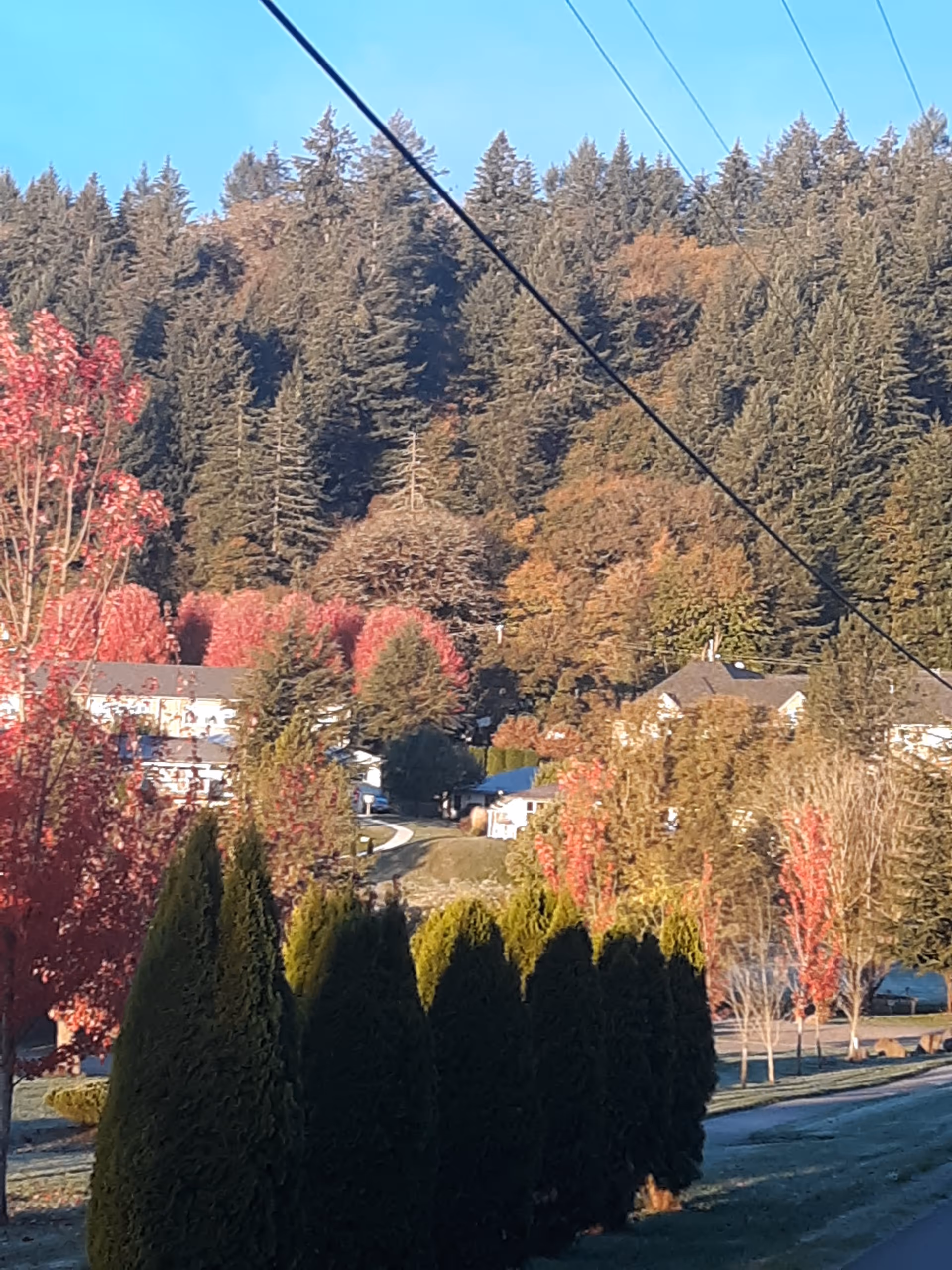 A scenic outdoor view of a retirement village with tall evergreen trees and deciduous trees with autumn foliage in shades of red and orange. Several buildings are partially visible among the trees, with a clear blue sky overhead and power lines crossing the scene.
