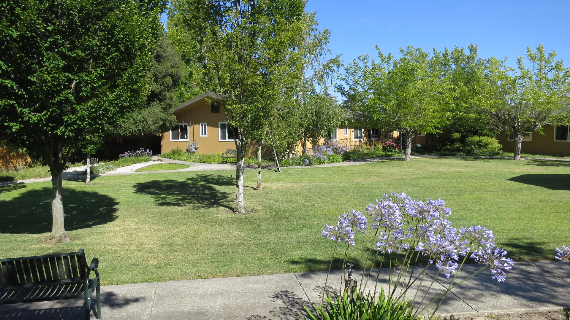 Sunny courtyard with a green lawn, trees, purple flowers and single-story tan buildings in the background.