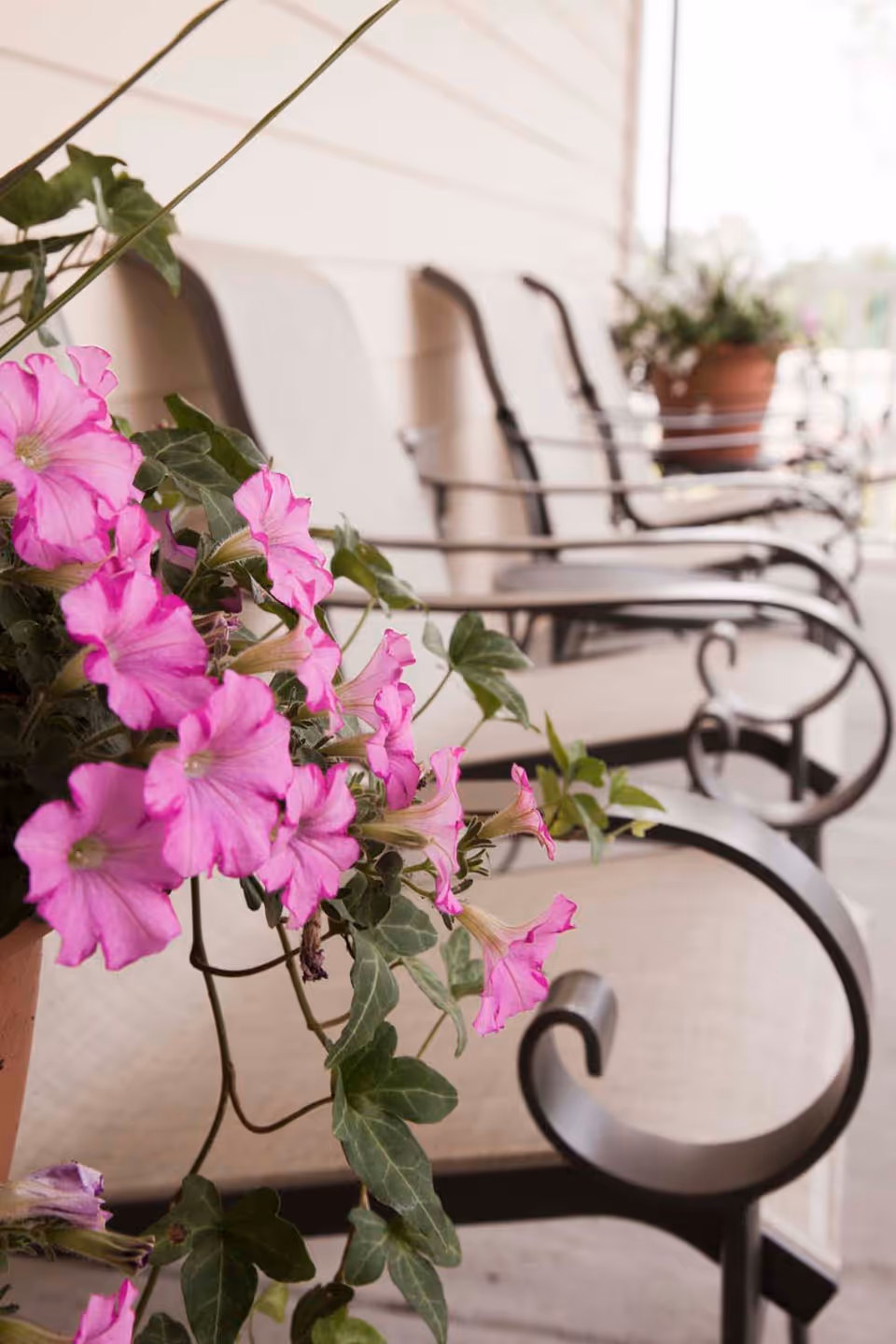 Close-up of a potted plant with pink flowers on a porch with several cushioned metal chairs lined up against a beige wall.