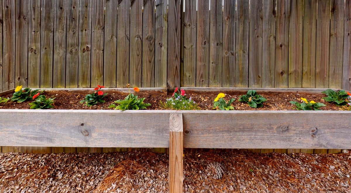 A raised wooden garden bed with small flowering plants in soil, positioned in front of a wooden fence. The ground below is covered with pine needles and a pine cone.