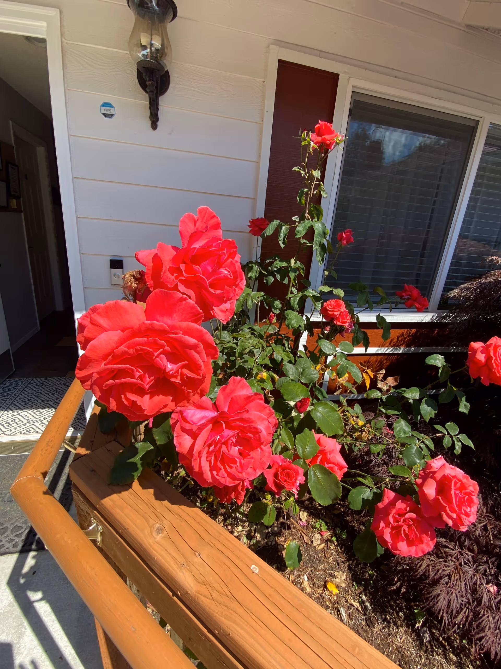 Bright red roses blooming in a wooden planter by the front entrance of a residential building.