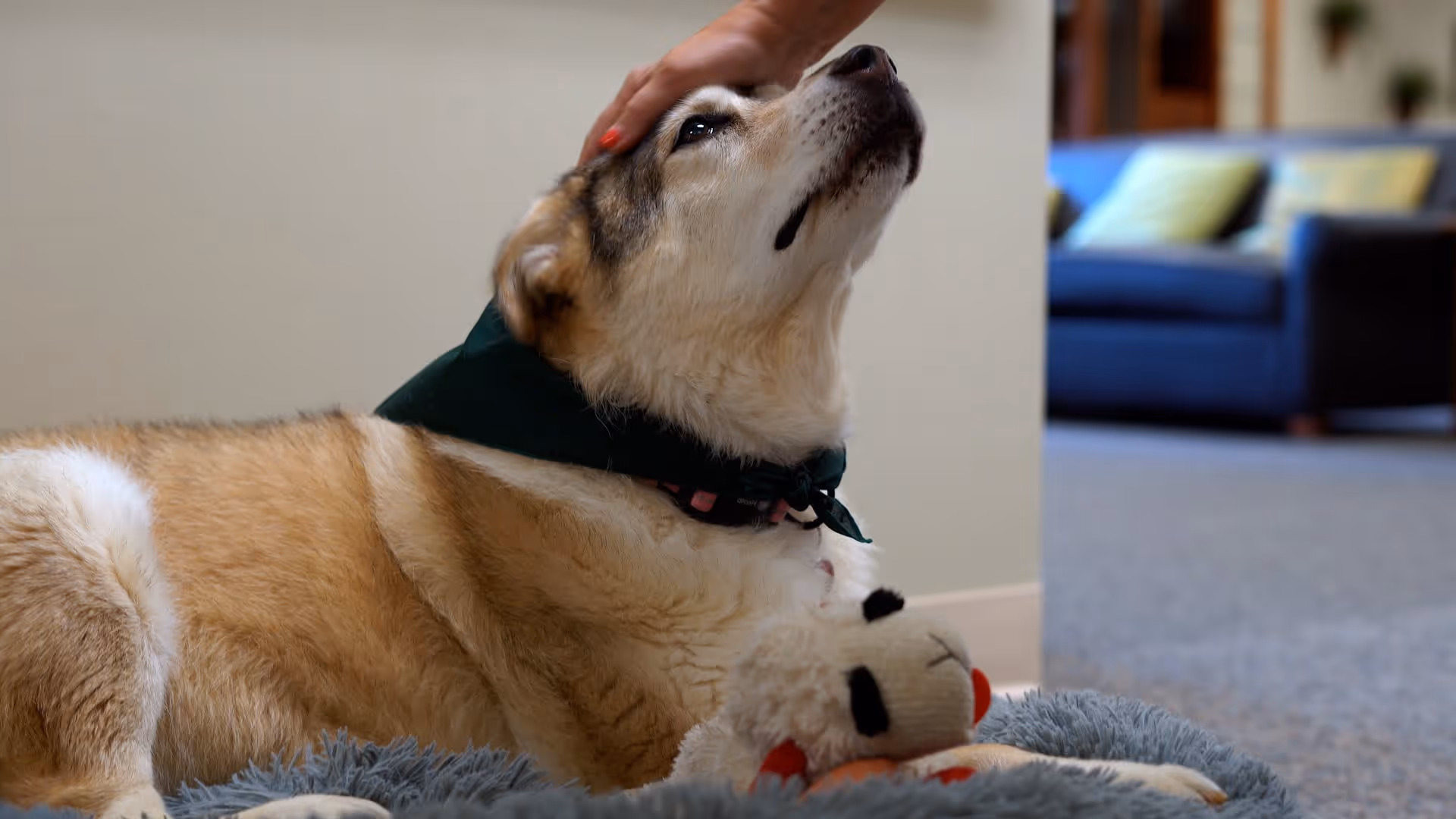 A light brown and white dog wearing a green bandana lies on a gray rug with a plush toy, while a hand gently pets the dog's head. In the background, there is a blue couch with yellow and green cushions in a living room setting.