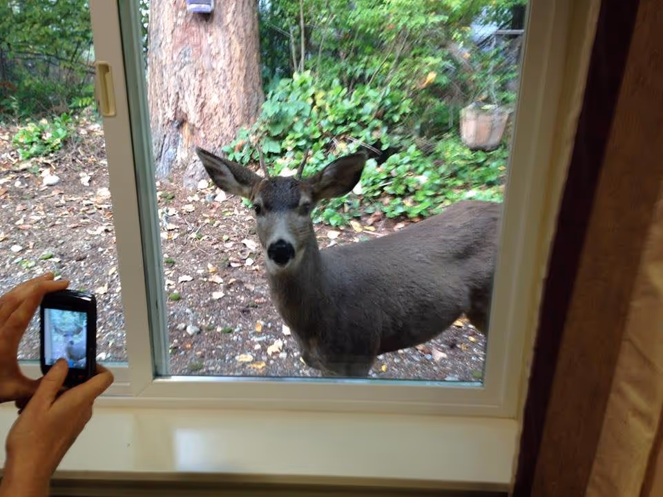 A deer standing outside a window looking inside. A person inside is holding a phone and taking a picture of the deer. Outside, there are trees, plants, and soil visible.
