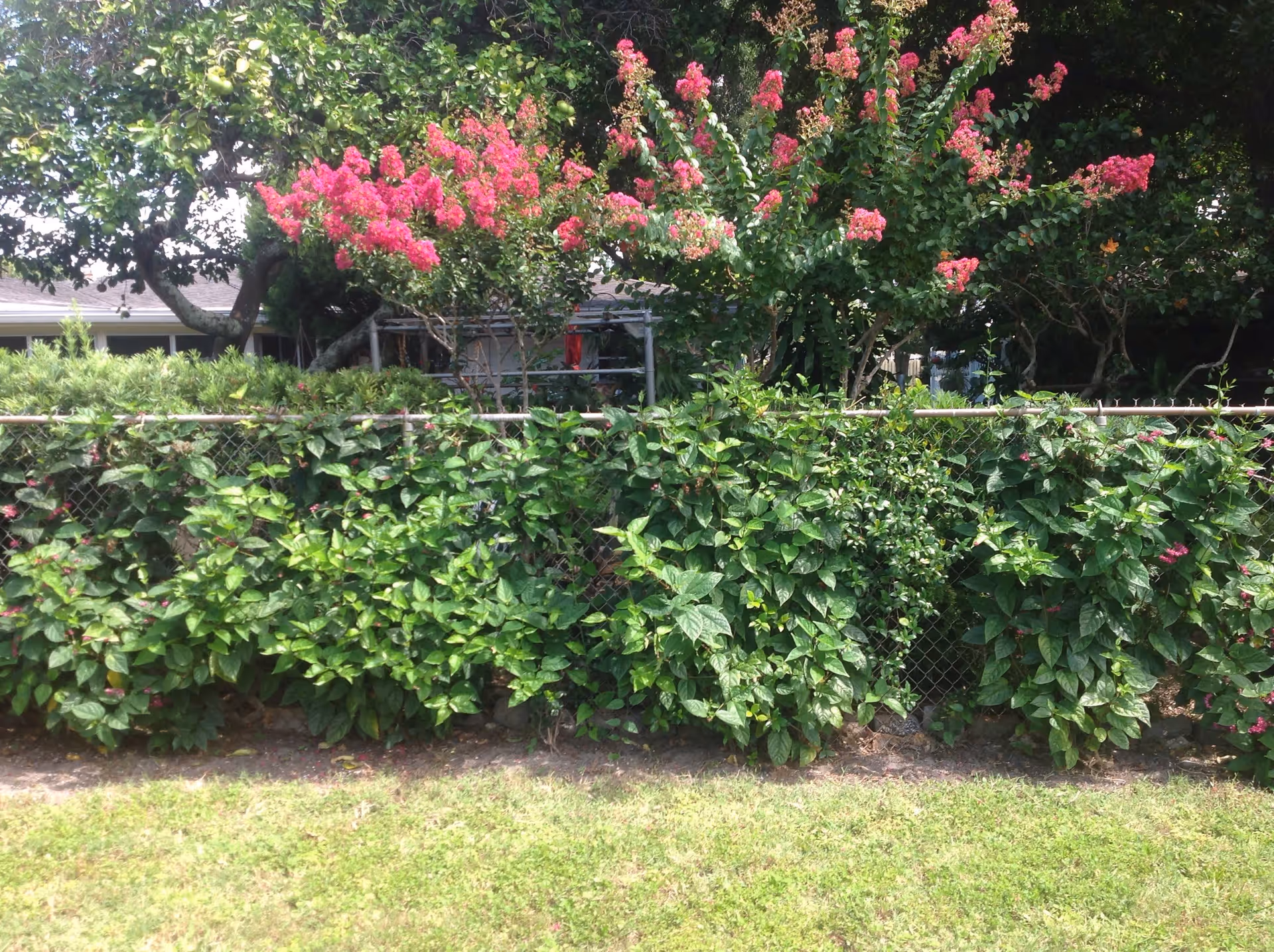 A garden area with a chain-link fence covered in green leafy plants and pink flowering bushes. Behind the fence, there are trees with pink blossoms and a building partially visible in the background.