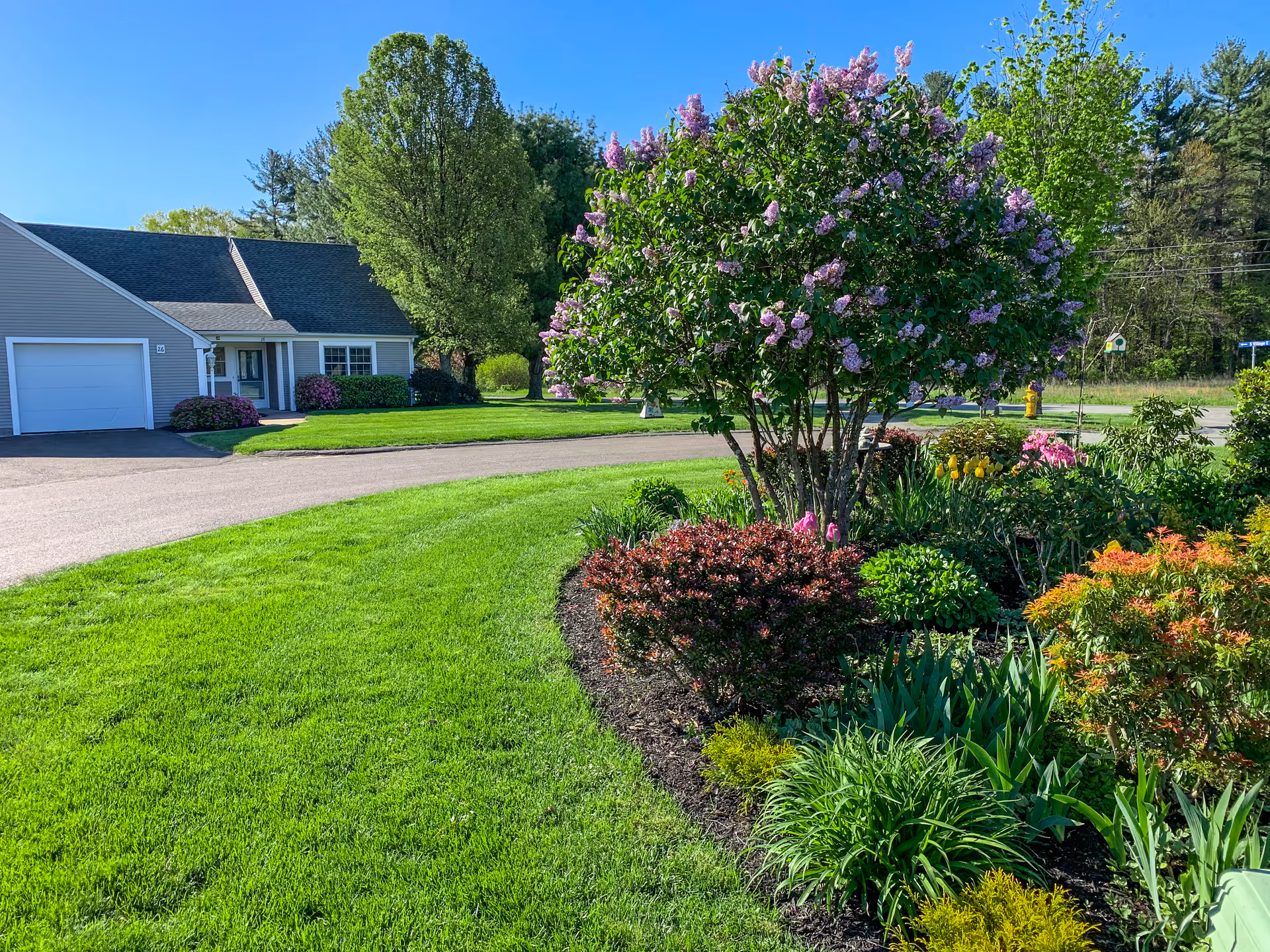 Front yard with a manicured lawn, flowering shrubs and a lilac tree beside a single-story house with a garage.
