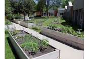 Outdoor garden area with raised wooden planting beds containing various plants and vegetables, surrounded by green grass and trees, adjacent to a building with windows.