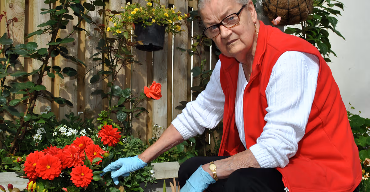 An elderly woman wearing a red vest and blue gloves tending bright red flowers in a garden by a wooden fence.