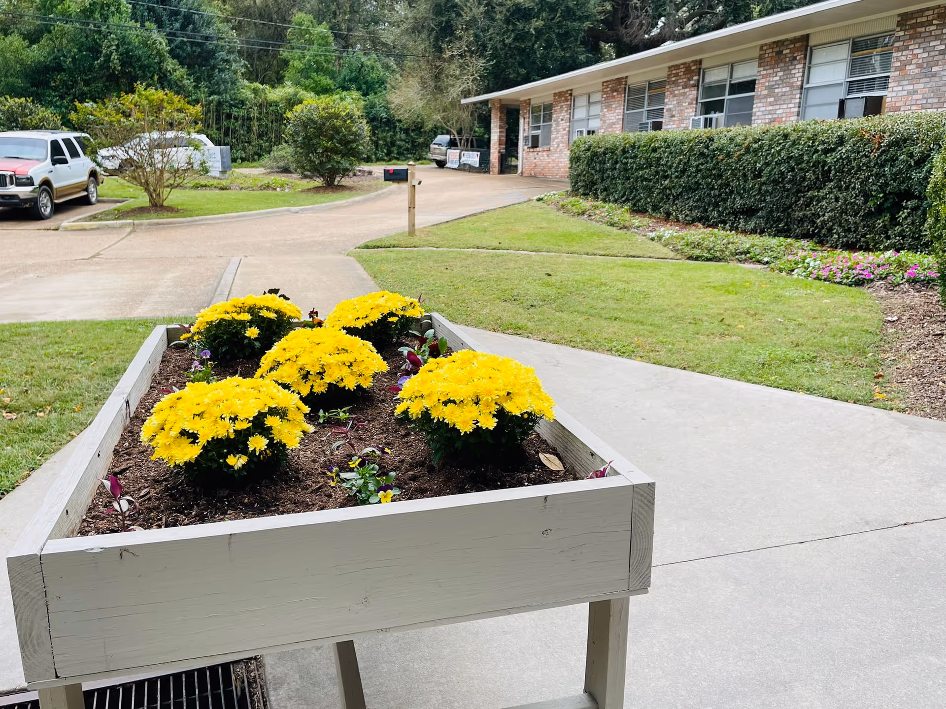 Raised garden bed with yellow flowers in front of a brick building with windows and a hedge, a driveway with parked cars, and green lawn and trees in the background.