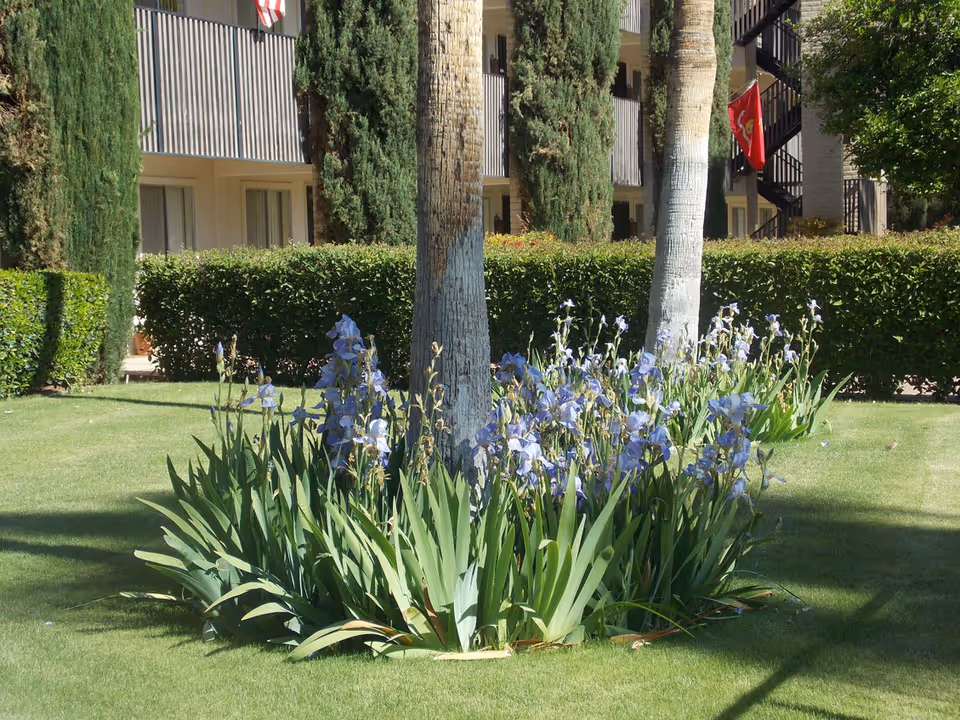 A landscaped outdoor area with green grass, tall trees, and a cluster of purple flowers in the center. In the background, there is a building with balconies and some flags hanging.