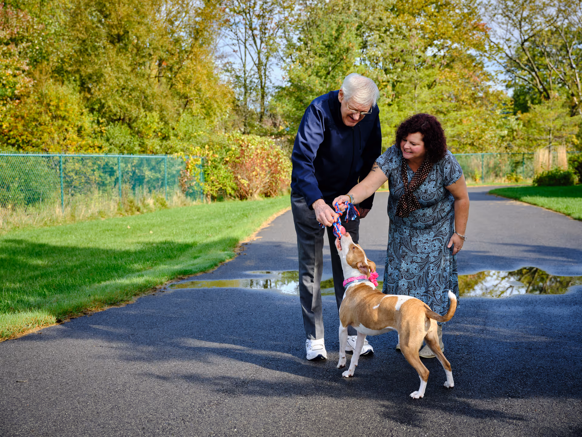 An elderly man and a middle-aged woman are playing with a brown and white dog on a paved path outdoors. The man is holding a colorful rope toy that the dog is biting, while the woman smiles and leans forward. The background features green grass, trees, and a chain-link fence under a clear sky.