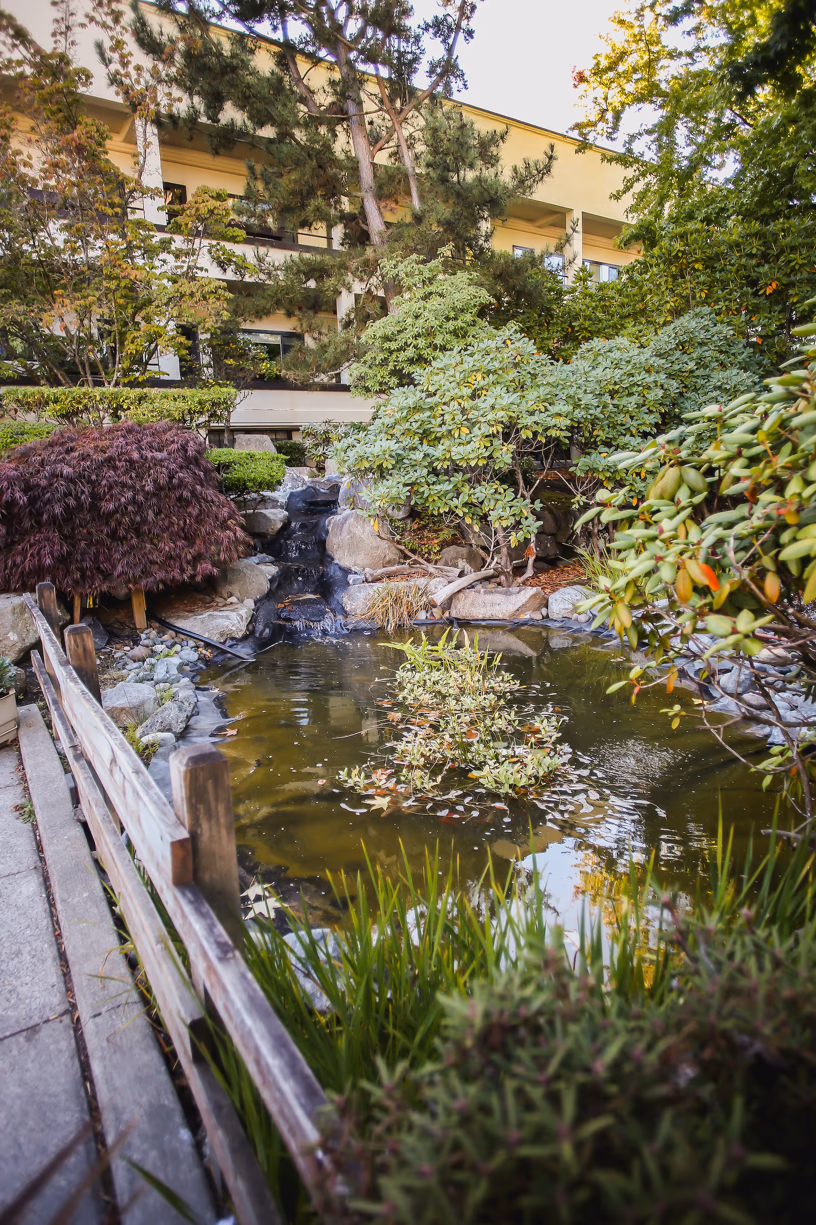 A landscaped outdoor pond with a small waterfall, surrounding shrubs and trees, a wooden fence, and a multi-story building in the background.