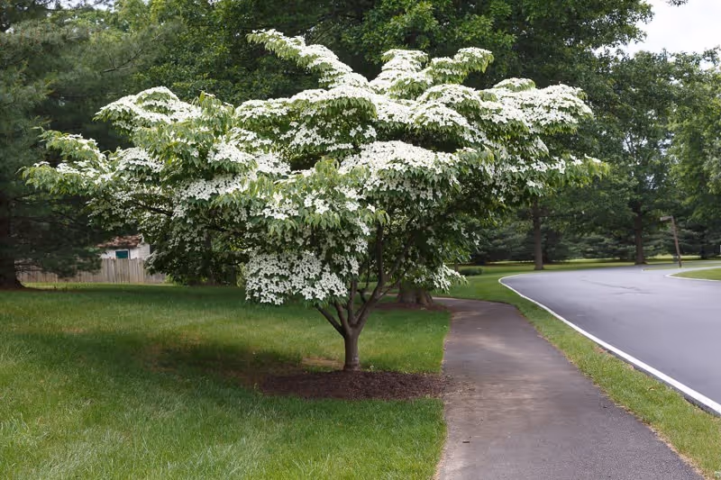 A small flowering tree covered in white blossoms beside a paved sidewalk and road on a grassy lawn.