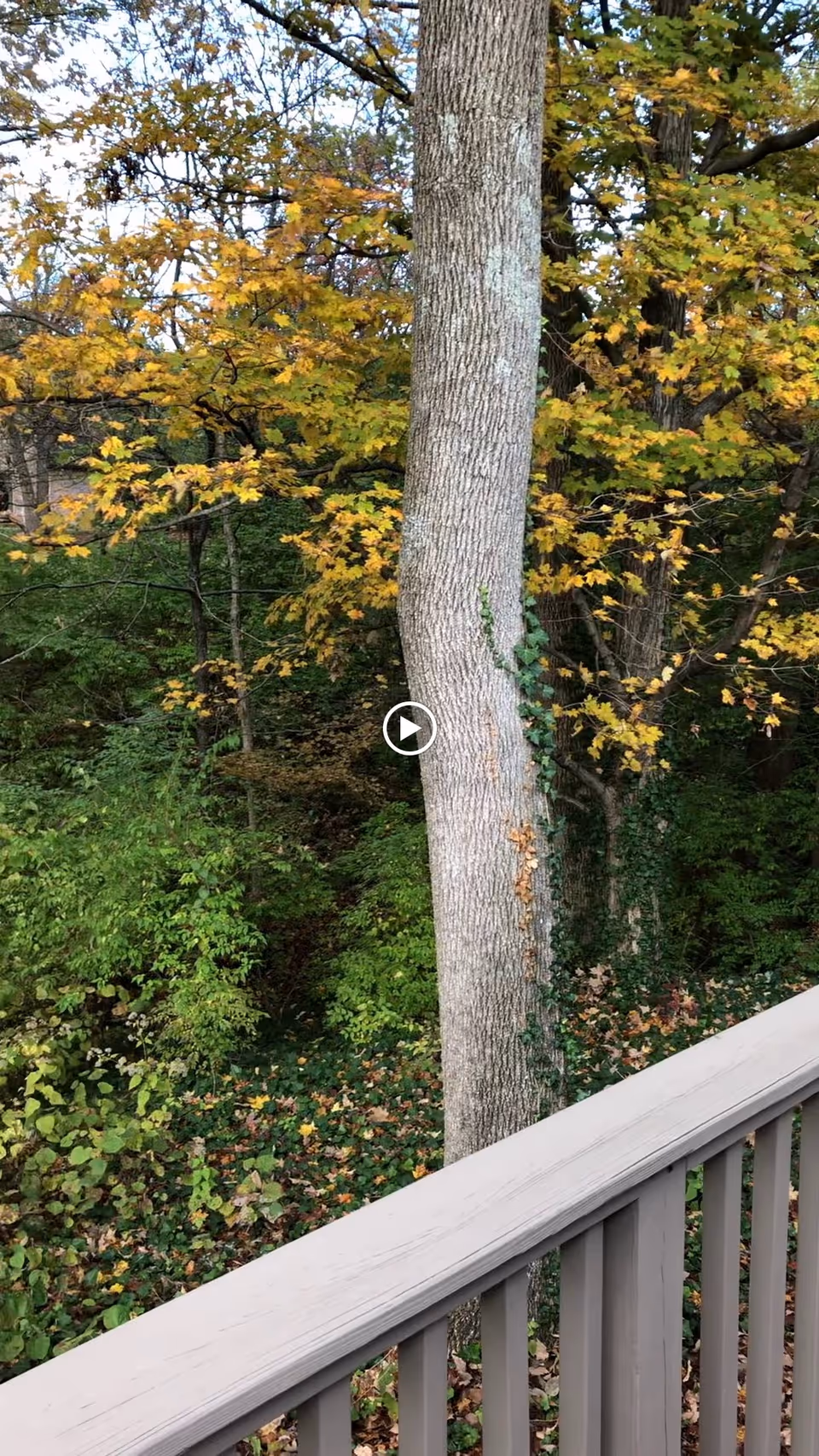 View of a wooded area with trees showing autumn foliage in shades of green and yellow, seen from behind a gray wooden railing.