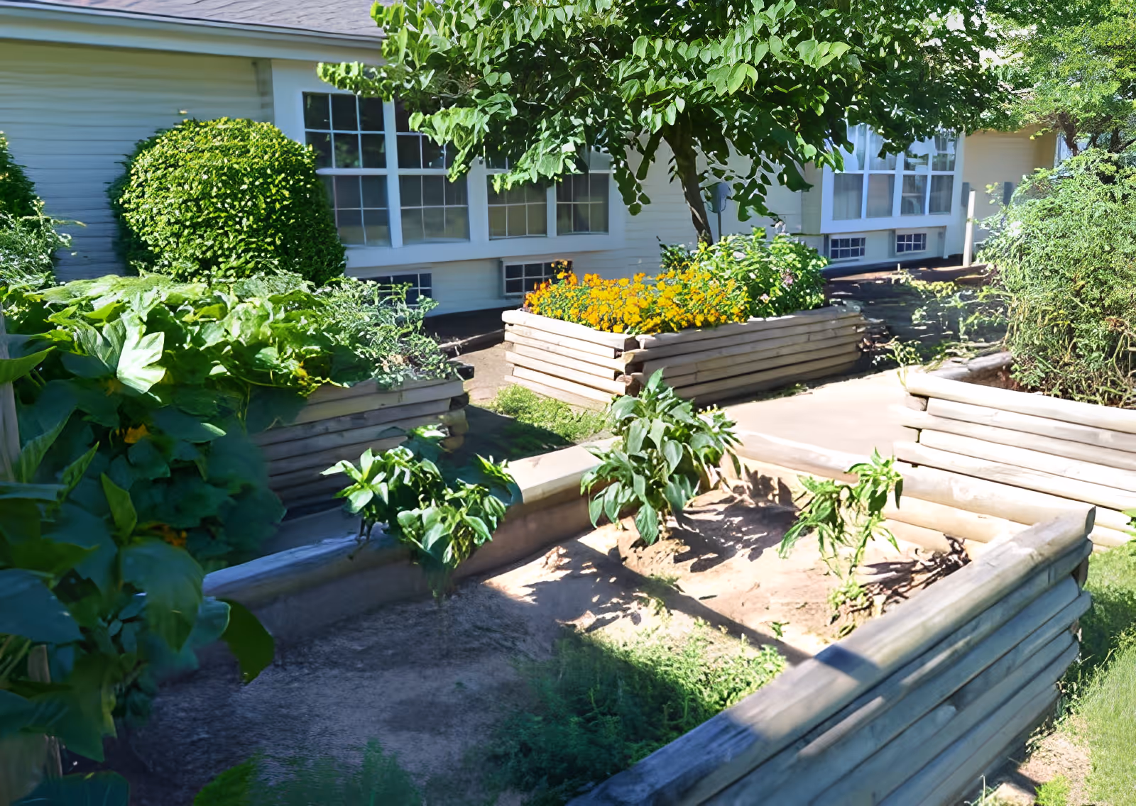 Raised wooden garden beds with flowering plants and shrubs in an outdoor courtyard beside a building with windows.