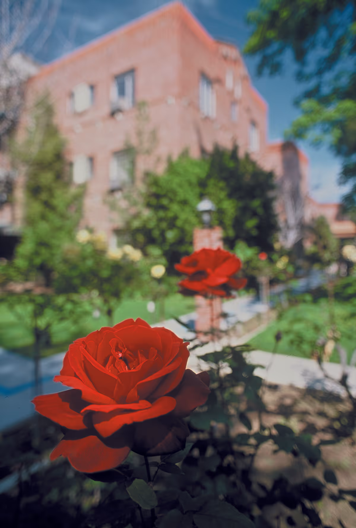 Close-up of a vibrant red rose in a garden with a blurred background showing a brick building, green trees, and a pathway under a clear blue sky.