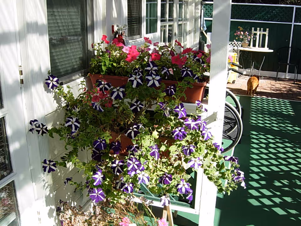 A sunlit outdoor patio area with flower boxes filled with purple and white striped flowers and pink flowers. There is a white pillar, a wheelchair, a small round table with a flower pot, and a ginger cat walking away in the background.