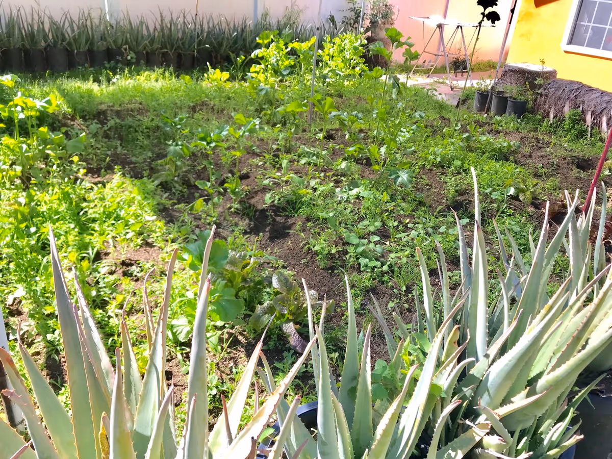 A garden area with various green plants and shrubs growing in soil, surrounded by potted plants along the edges. There is a yellow building with a window and some outdoor furniture in the background.