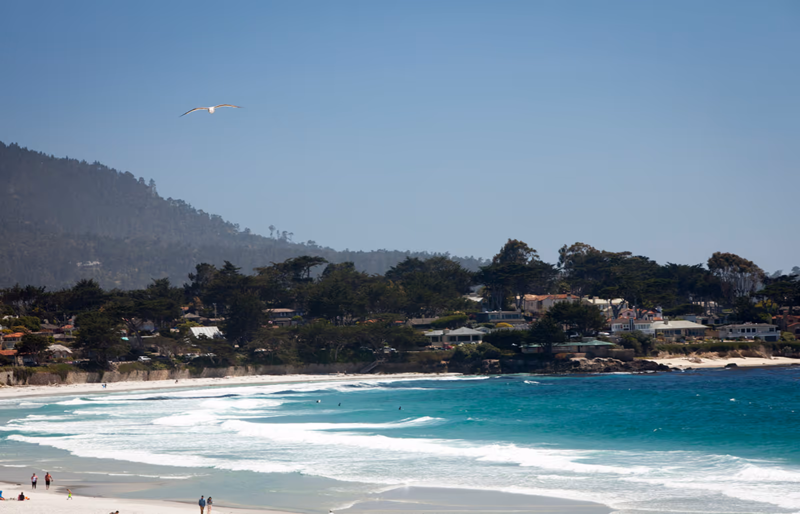 Sandy beach and turquoise surf with a seagull overhead and houses nestled among trees along the shoreline.