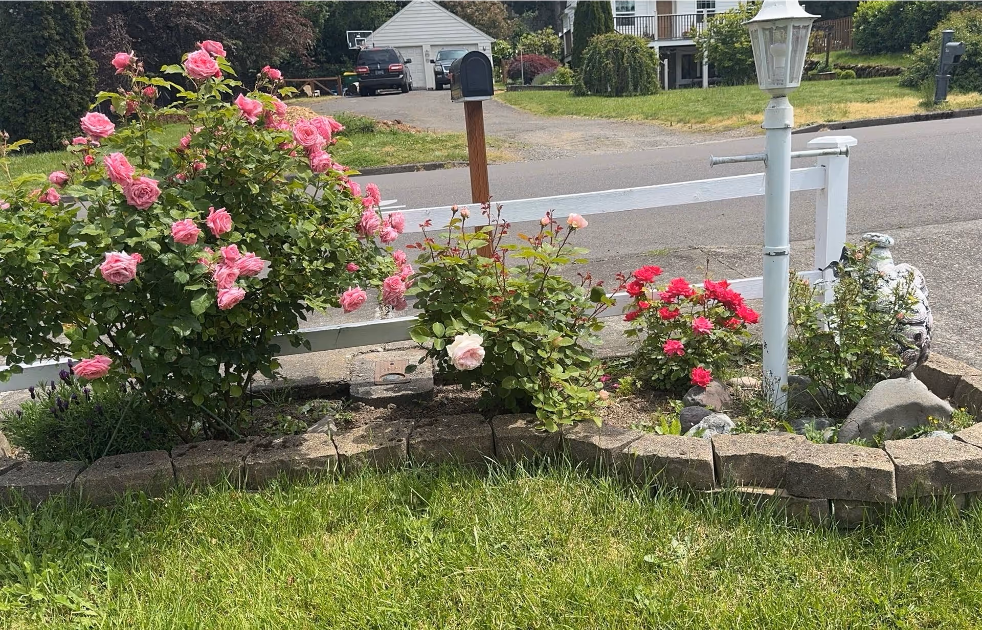 A small garden bed with blooming pink and red roses bordered by stone bricks, a white wooden fence, a white lamp post, and a mailbox near a residential street with houses and parked cars in the background.