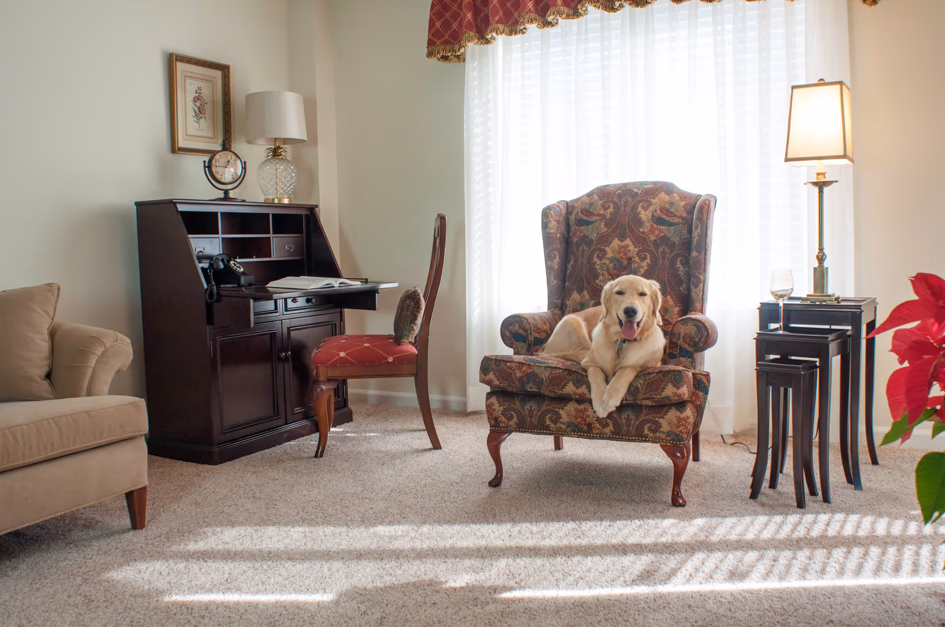 A cozy living room with a patterned armchair in front of a window with sheer white curtains. A golden retriever dog is comfortably lying on the armchair. To the left, there is a dark wooden desk with a red cushioned chair, a lamp, and a clock. On the right side, there is a set of nested tables with a lamp and a glass of wine. A beige sofa is partially visible on the left, and a red poinsettia plant is on the right.