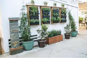 Exterior courtyard wall with vertical wooden planters and several potted plants on a paved surface.