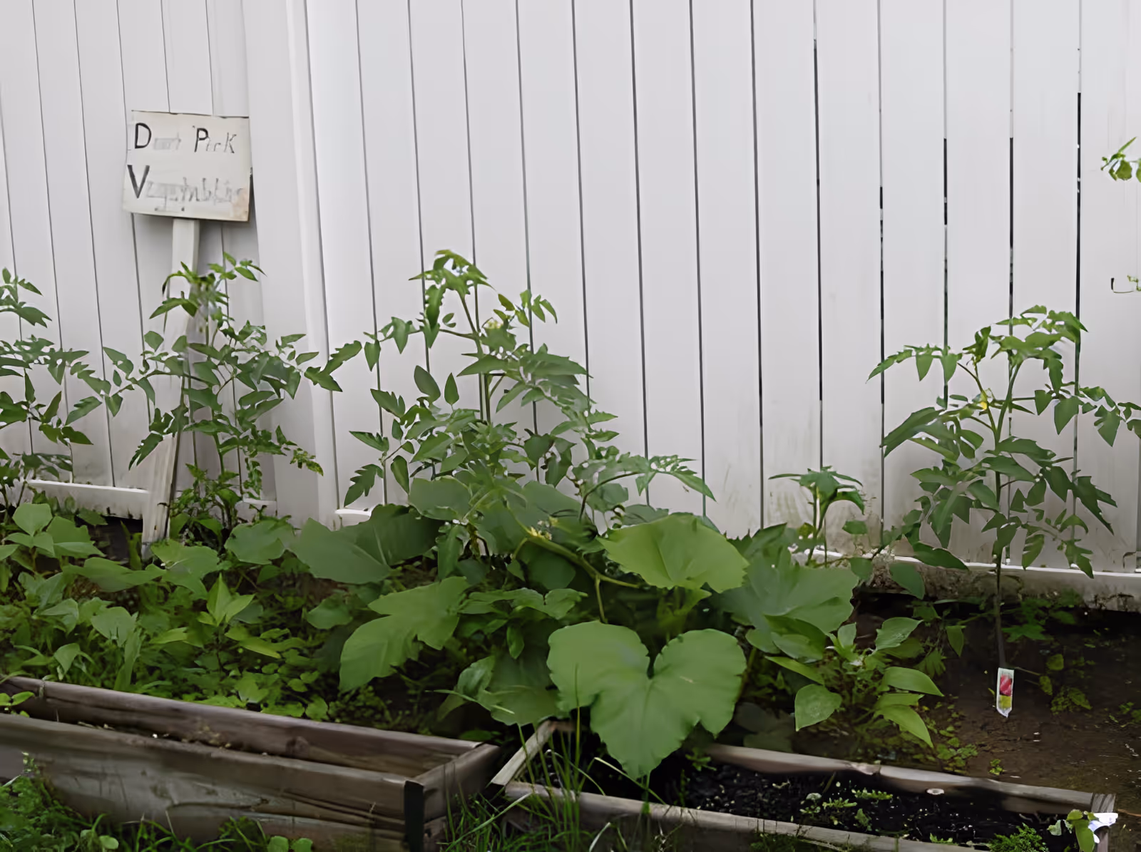 Overgrown raised garden beds with various green plants and a small wooden sign in front of a white privacy fence.