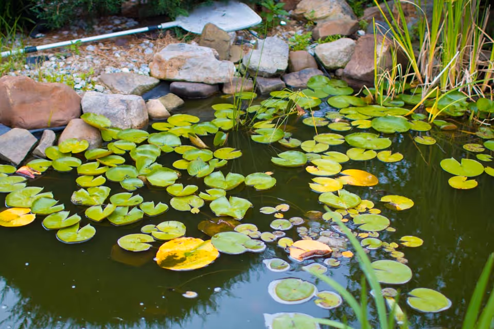 A small garden pond filled with green lily pads bordered by rocks and reeds, with a shovel resting on the far edge.