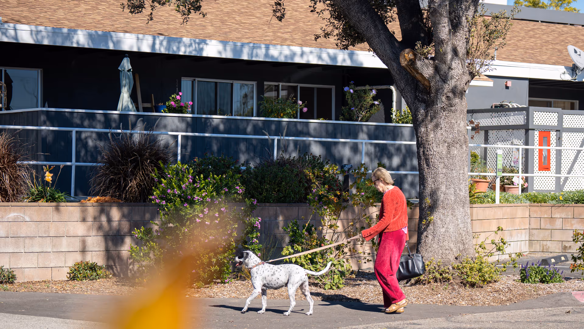 An elderly woman wearing a red sweater and red pants walking a white dog with black spots on a leash outside a residential building with a large tree and various plants along a brick wall.