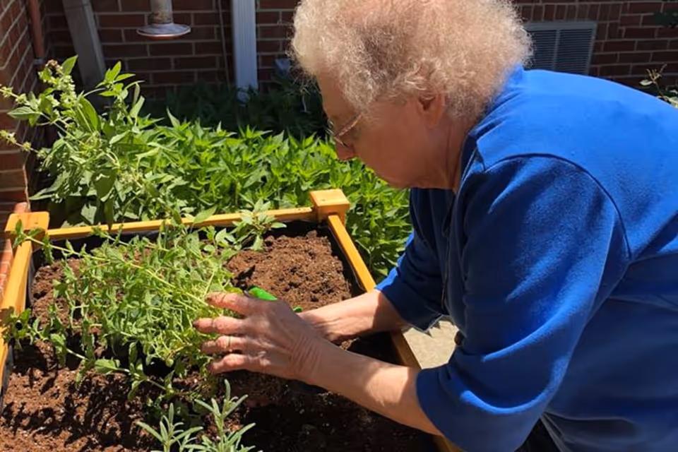 An elderly woman wearing a blue sweater is tending to plants in a raised garden bed outdoors, surrounded by green foliage and a brick wall.