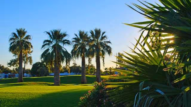 A sunny outdoor scene at a golf resort featuring green grass, several tall palm trees, and other lush vegetation with the sun shining through the leaves.