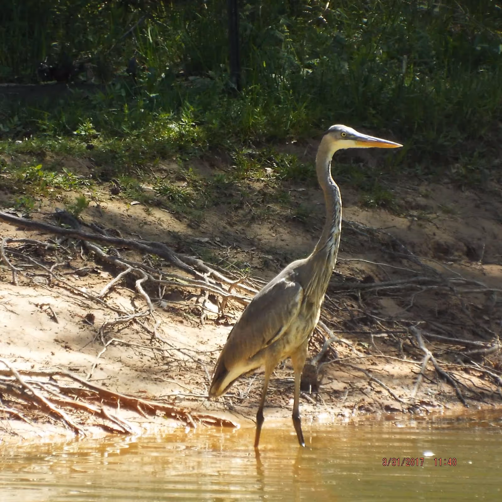 A large heron standing in shallow water near a sandy and grassy bank with some exposed roots and vegetation in the background.
