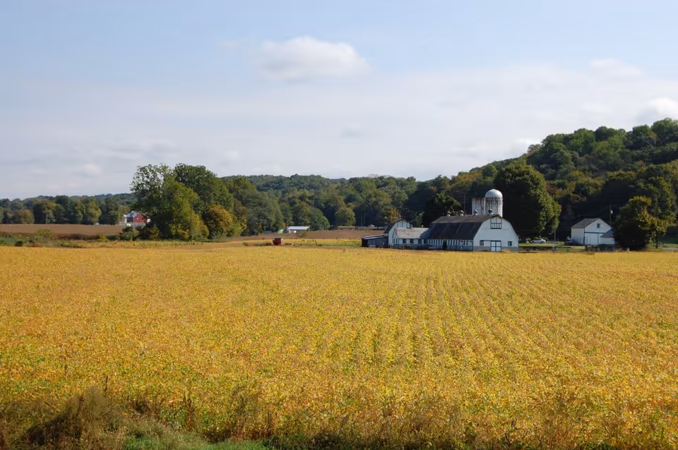A large field with yellow crops in the foreground and a white barn with a silo in the midground. There are trees and hills in the background under a partly cloudy sky.